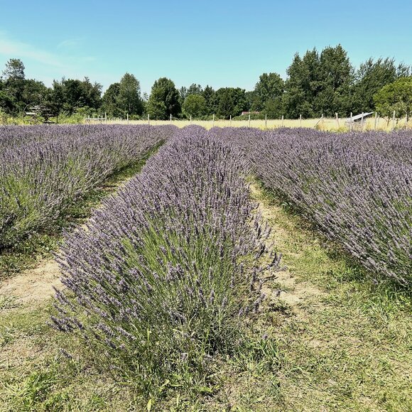 Meet your Posher, Shelby - Picture 1 of 1